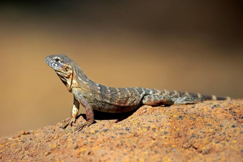 East Mexican Black Iguana, (Ctenosaura acanthura), adult, on rocks, foraging, warming up,