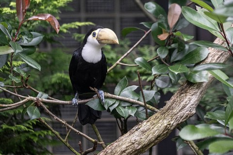 Toco toucan (Ramphastos toco), Vogelpark Walsrode, Lower Saxony, Germany, Europe