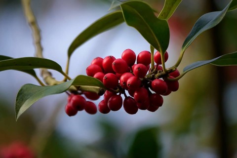 Holly (Ilex aquifolium), with red berries, winter, Saxony, Germany, Europe