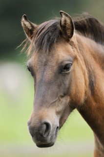 Dülmen wild horse, portrait, Merfelder Bruch, Dülmen, North Rhine-Westphalia, Germany, Europe
