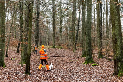 Driven hunt, party hunt in Schönbuch near Böblingen. Drivers in protective clothing drive the game
