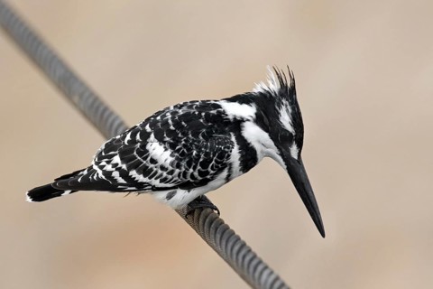 Pied kingfisher (Ceryle rudis) native to sub-Saharan Africa and southern Asia
