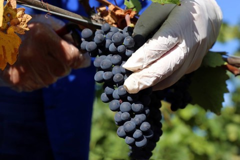 Grape grape harvest: Hand-picking Pinot Noir grapes in a vineyard in the Palatinate
