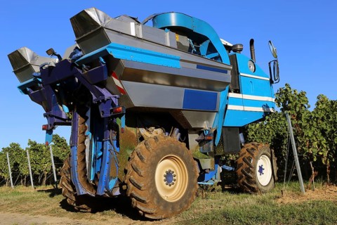 Grape grape harvest with full harvester in the district of Bad Dürkheim, Rhineland-Palatinate