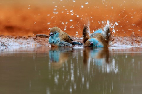 Angolan butterfly finch (Uraeginthus angolensis), blue-eared butterfly finch, adult, two birds, at