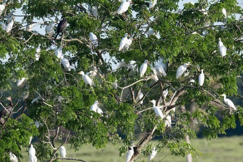 Western Cattle Egrets, Bubulcus ibis, roosting in a tree, late afternoon, Amazon Basin, Brazil,