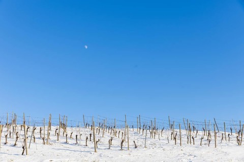 The Höflößnitz vineyard is also a popular excursion destination in winter. Snow-covered vineyard,