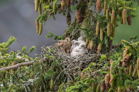 Common kestrel (Falco tinnunculus), female adult bird with young birds not yet ready to fly in the