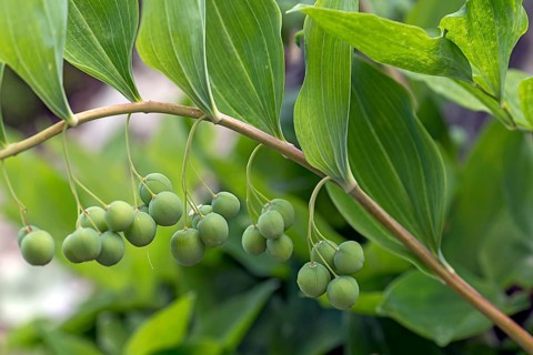 Solomon's seal (Polygonatum multiflorum), Botanical Garden, Erlangen, Middle Franconia, Bavaria,