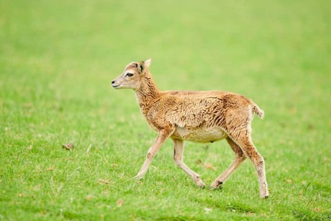 European mouflon (Ovis aries musimon) running walking on a meadow, tirol, Kitzbühel, Wildpark