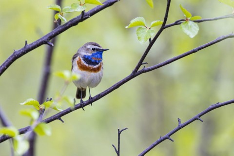 Red-throated Bluethroat or Tundra Bluethroat (Luscinia svecica), adult male sitting on a branch,