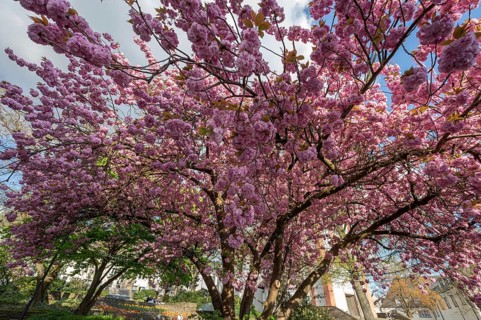Flowering Japanese cherry (Cerasus serrulata), Siegen, North Rhine-Westphalia, Germany, Europe