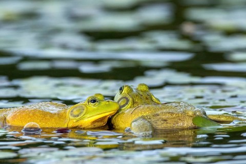 Bull frogs Lithobates catesbeianus. Male bull frogs fighting during the breeding season. La