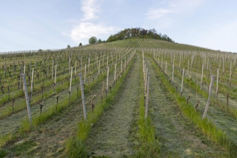 Vineyard, soil cultivation, mulching, organic, Remstal, Baden-Württemberg, Germany, Europe