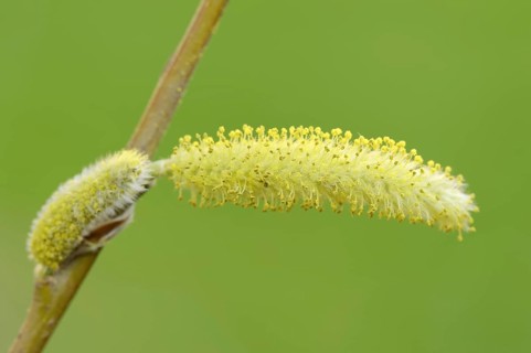 White willow (Salix alba), male flowers in spring, willow catkins, North Rhine-Westphalia, Germany,