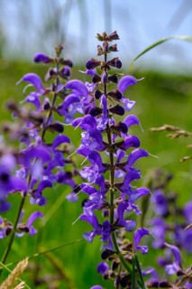 Meadow clary (Salvia pratensis), flowers, close-up, Upper Franconia, Bavaria, Germany, Europe