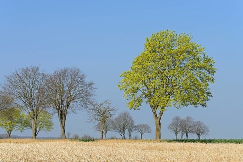 Deciduous tree, maple (Acer) blossoms in early spring, North Rhine-Westphalia, Germany, Europe