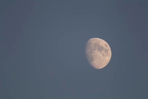 The moon at the waxing gibbous stage in the evening sky, England, United Kingdom, Europe