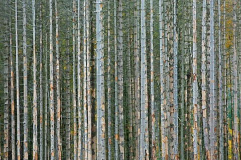 Dead spruce trees, destruction in forest caused by European spruce bark beetle (Ips typographus)
