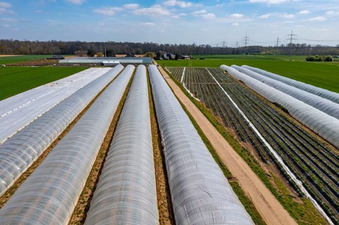 Open field strawberry cultivation in a foil greenhouse, young strawberry plants growing, near