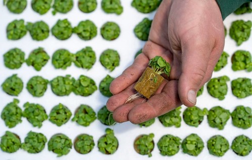 Agriculture, herb gardening, basil young plants, in pressed pots, with growing soil and nutrients,