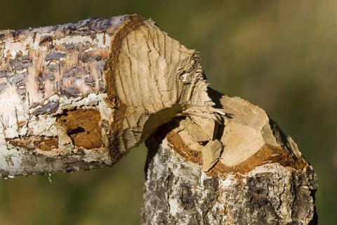 Beaver feeding, traces of beaver feeding on a birch tree, Masuria Poland, Masuria, Poland, Europe