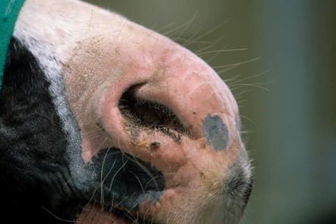 Horse mouth, sunburn