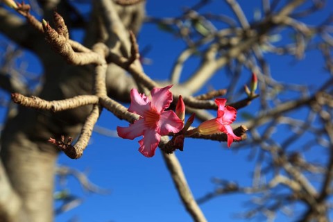 South Ethiopia, desert roses, Adenium, are a plant genus of the dogbane family, Apocynaceae, tree