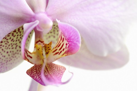 Butterfly orchid (Phalaenopsis), detail of the flower, houseplant, North Rhine-Westphalia, Germany,