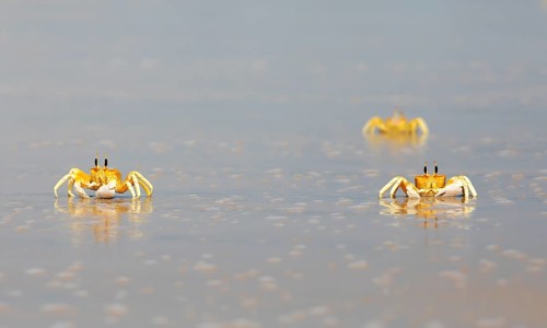 Horn-eyed Ghost crabs (Ocypode brevicornis) at Marari Beach or Strand, Mararikulam, Alappuzha