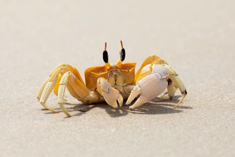 Horn-eyed Ghost crab (Ocypode brevicornis) at Marari Beach or beach, Mararikulam, Alappuzha
