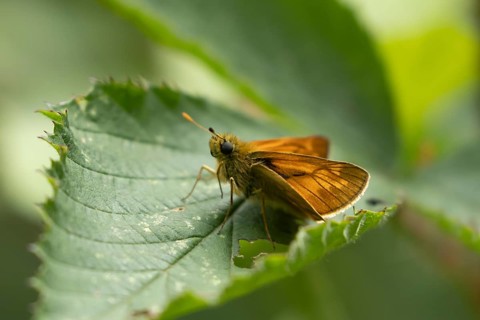 Large skipper butterfly (Ochlodes sylvanus) adult insect resting on a plant leaf, Suffolk, England,