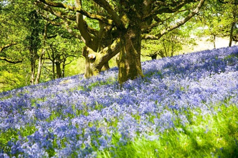 Bluebells, Hyacinthoides non-scripta, flowering in deciduous woodland on Martinsell Hill, Pewsey,