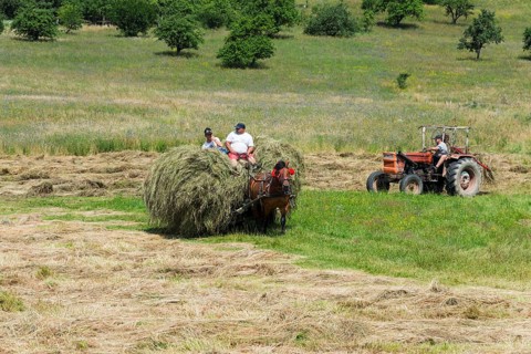 A horse-drawn carriage transports a haystack across a sunny field, Hay harvest with horse-drawn