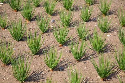 Shallots growing in vegetable garden, Suffolk, England, United Kingdom, Europe