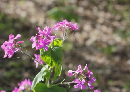 Annual honesty (Lunaria annua), flowering in the forest, North Rhine-Westphalia, Germany, Europe