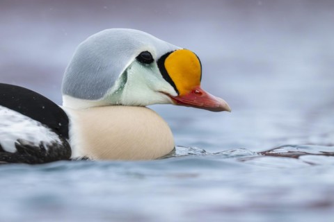 King eider (Somateria spectabilis), male, Batsfjord, Båtsfjord, Varanger Peninsula, Finnmark,
