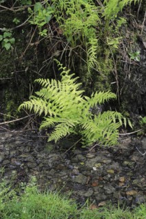 Lady fern (Athyrium filix-femina), by the water, North Rhine-Westphalia, Germany, Europe