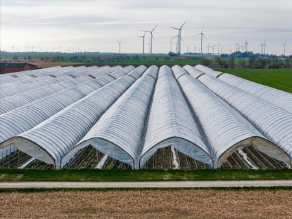 Open field strawberry cultivation in a foil greenhouse, young strawberry plants growing, near