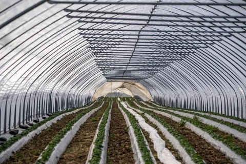Open field strawberry cultivation in a foil greenhouse, young strawberry plants growing, near
