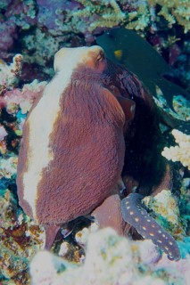 Big blue octopus (Octopus cyaneus), dive site House Reef, Mangrove Bay, El Quesir, Red Sea, Egypt,