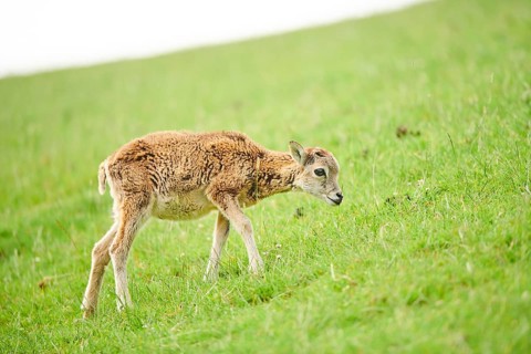 European mouflon (Ovis aries musimon) youngster walking on a meadow, tirol, Kitzbühel, Wildpark