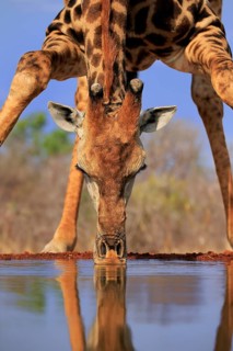 Southern giraffe (Giraffa camelopardalis giraffa), adult, portrait, drinking, at the water, Kruger