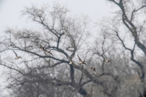 Eurasian wigeons (Anas penelope), flying, Emsland, Lower Saxony, Germany, Europe