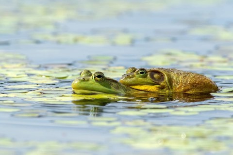 Bull frogs. Lithobates catesbeianus. Bull frogs mating. La Mauricie national park. Province of