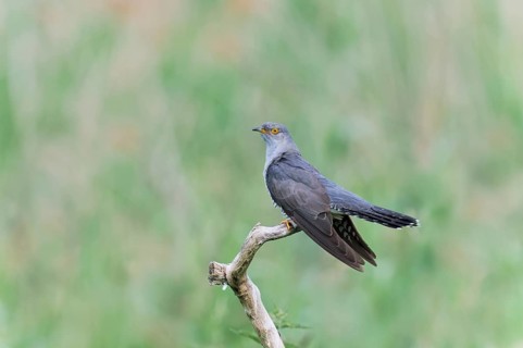 Common cuckoo (Cuculus canorus) male, Lower Saxony, Germany, Europe