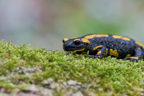 Fire salamander (Salamandra salamandra), Lower Saxony, Germany, Europe
