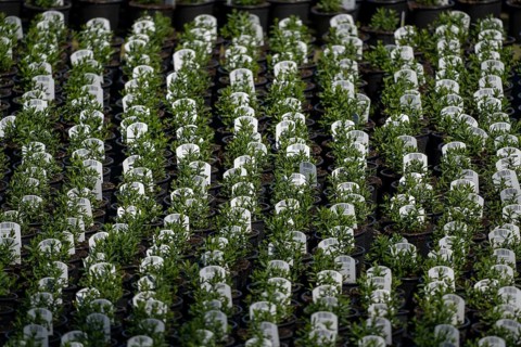 Gardening, plant cultivation, ornamental plants grow in flower pots, outdoors