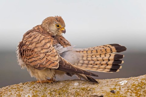 Lesser kestrel (Falco naumanni) Female, grooming, hunting, foraging, sitting on rocks, lying in