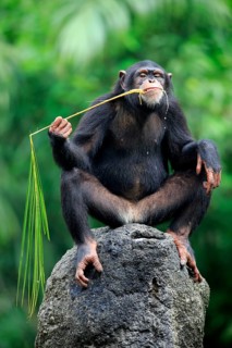 Chimpanzee (Pan troglodytes troglodytes), adult female, used, tool, eating termite mounds